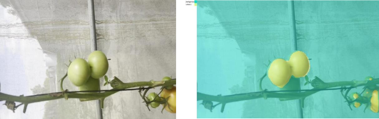 Tomato test image and SegNet overlay reproduced from the project report.